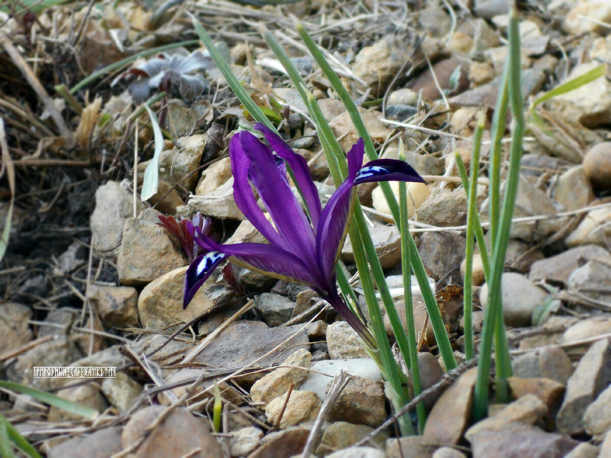 Ириродиктиум