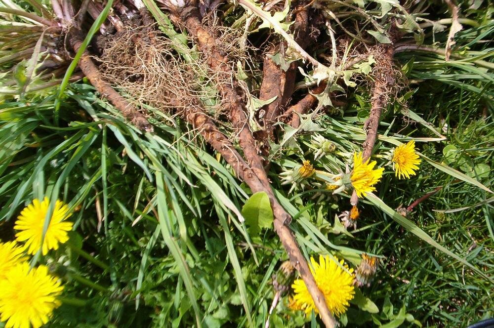 Одуванчик целиком, с цветком и корнем