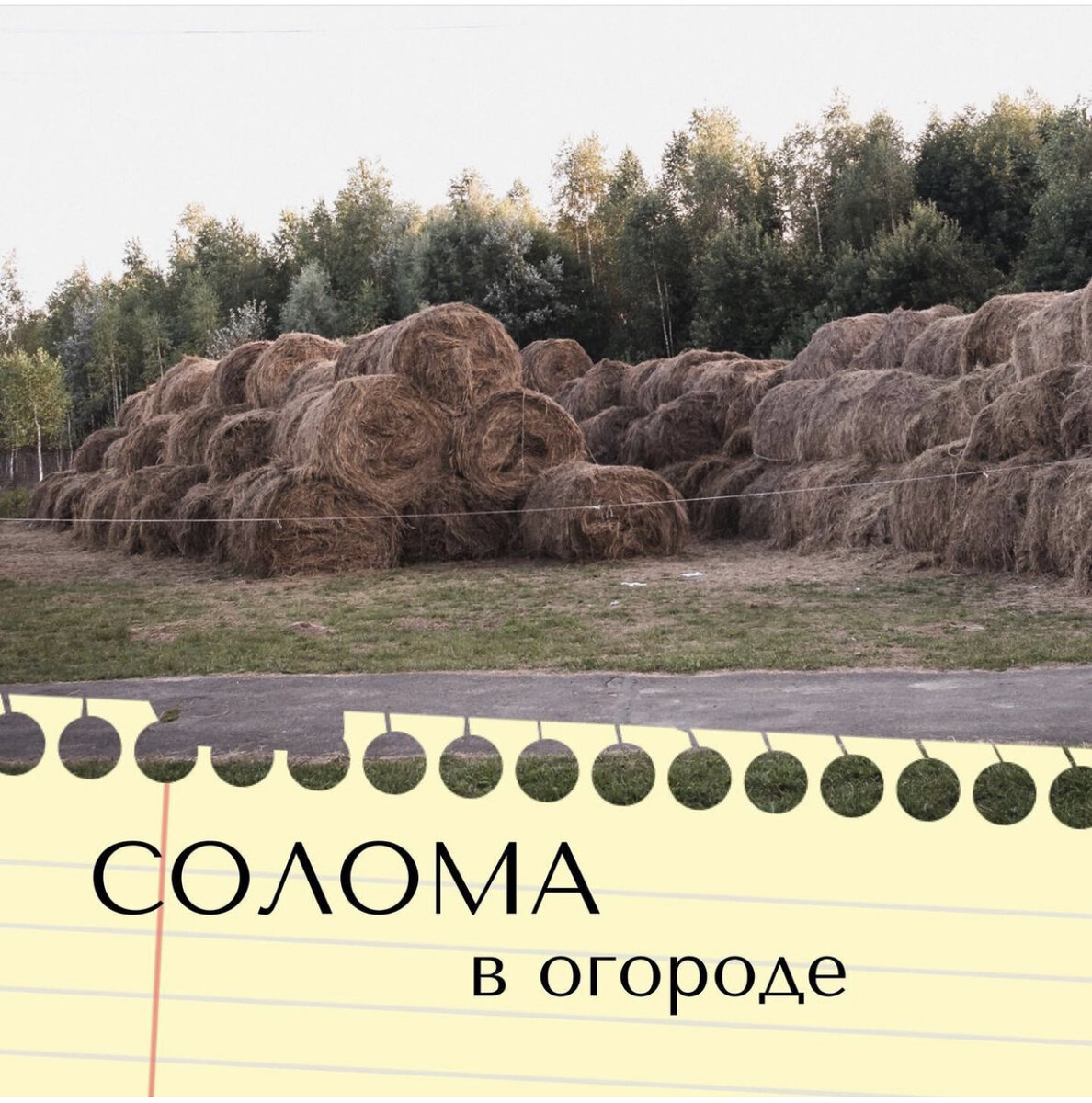 Солома в огороде всегда хорошо...