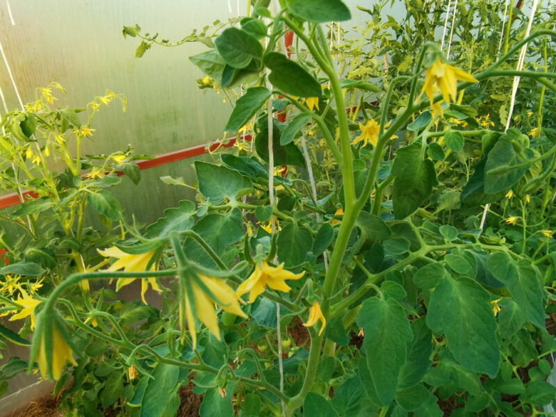 Томаты. Иллюстрация для статьи используется по стандартной лицензии ©ofazende.com