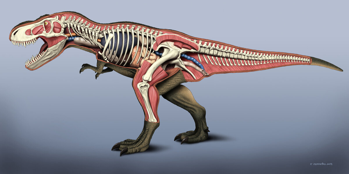 Строение динозавра. Тиранозавр рекс анатомия. Тираннозавр рекс Тирекс Тирекс. Скелет тираннозавра Сью. Tyrannosaurus Rex реконструкции.