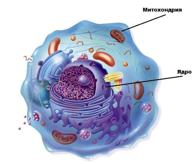 Митохондрии внутри клеток. 