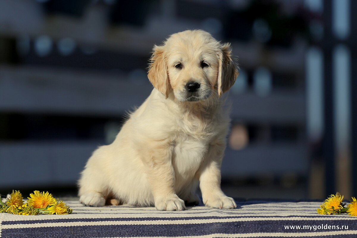 Маленький щенок золотистого ретривера нашего питомника.