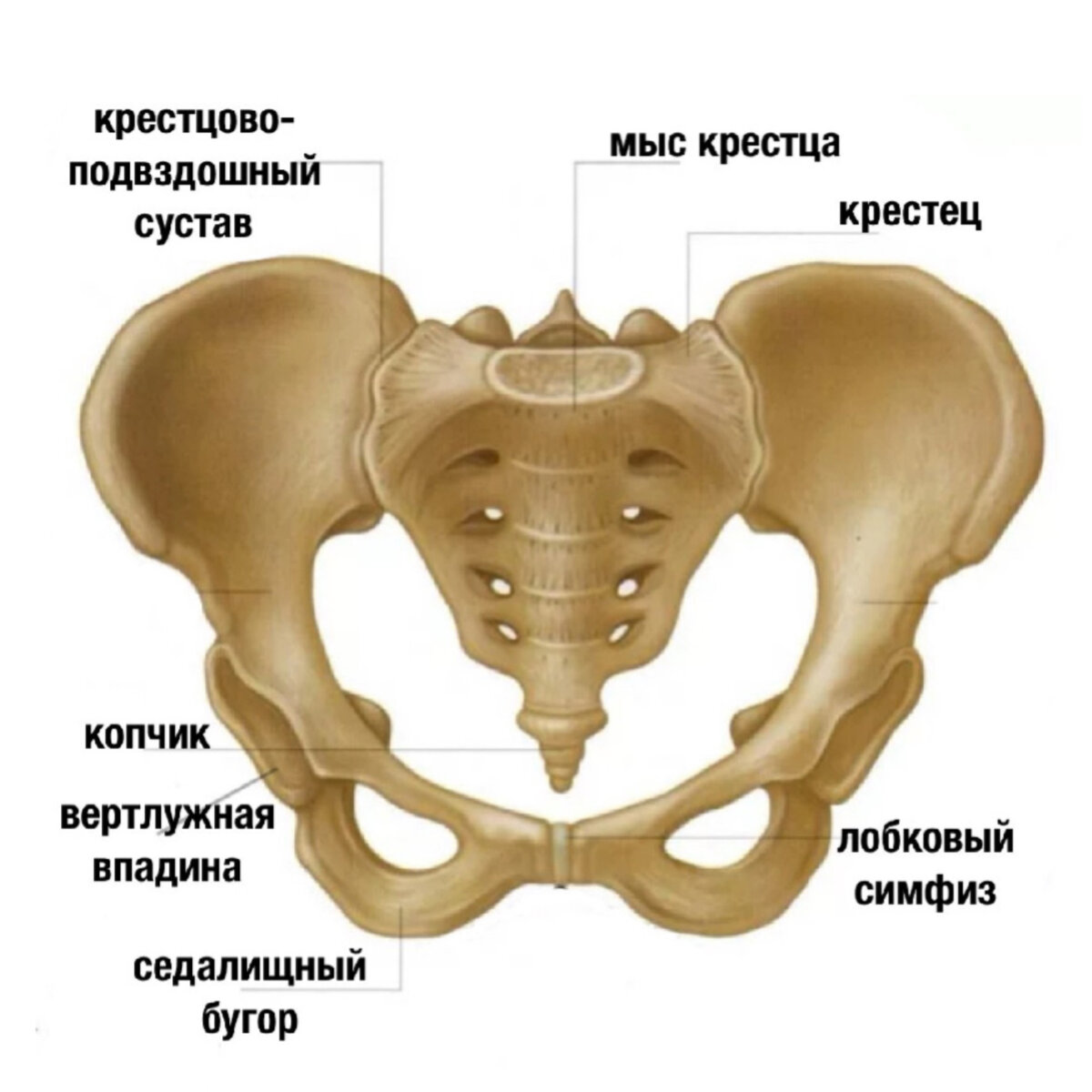 Крестец это