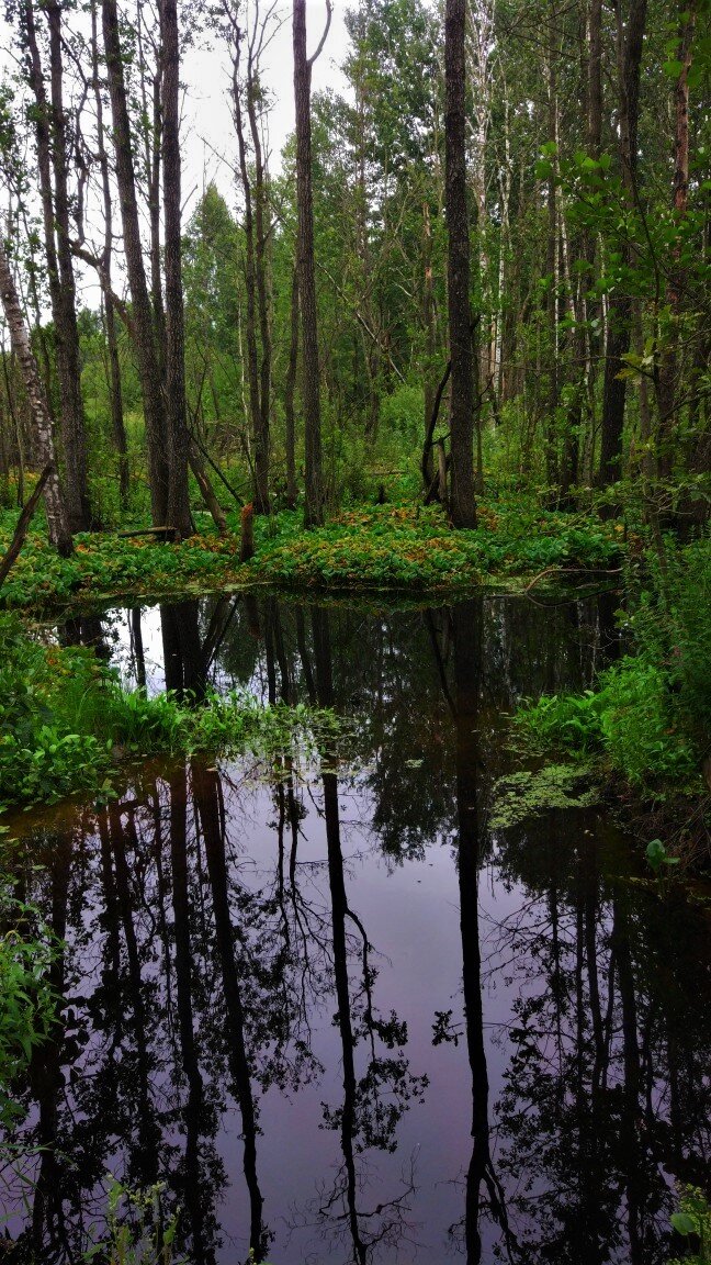 Болото в близи деревни Зуи Невельского района Псковской области, сформировалось по типу сплавины, путём зарастания с берегов и с поверхности.