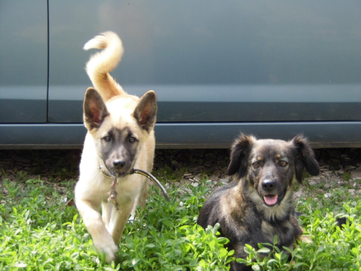 Это наша Туся с дочкой Мулькой. Туся похожа на Тобика, а Мулька на Угадайку.