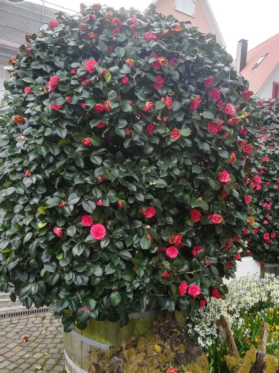 Какая прелесть, фото прислали из Германии 