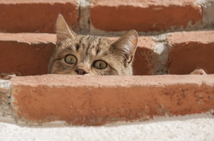 Добавьте описание