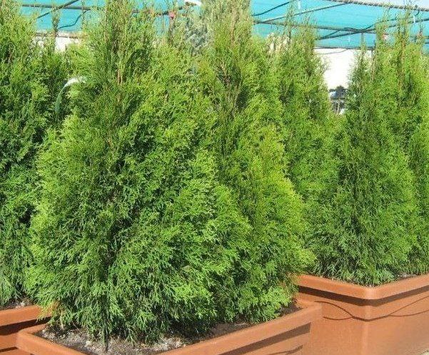 Западные красавицы. 2 сорта, которые идеально впишутся в ваш сад
