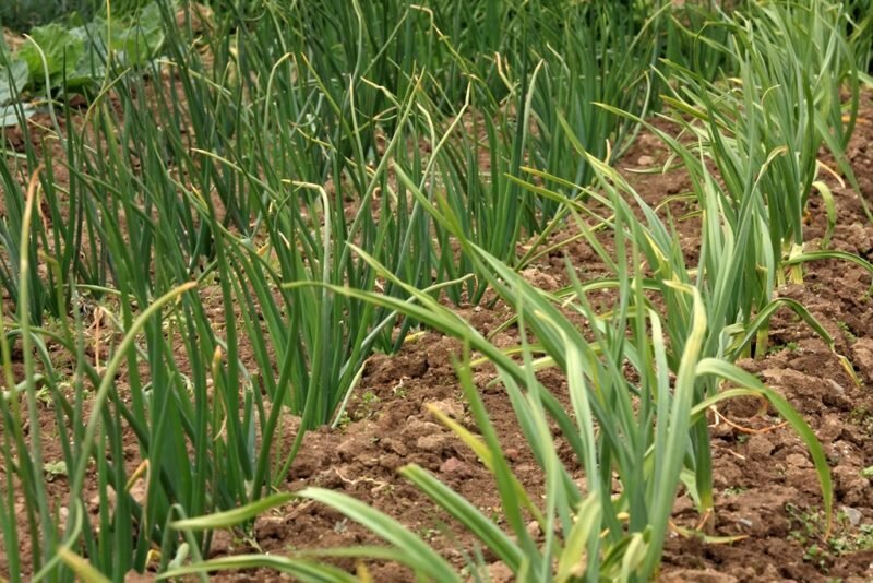 Лук. Иллюстрация для статьи используется по стандартной лицензии ©dachnyedela.ru