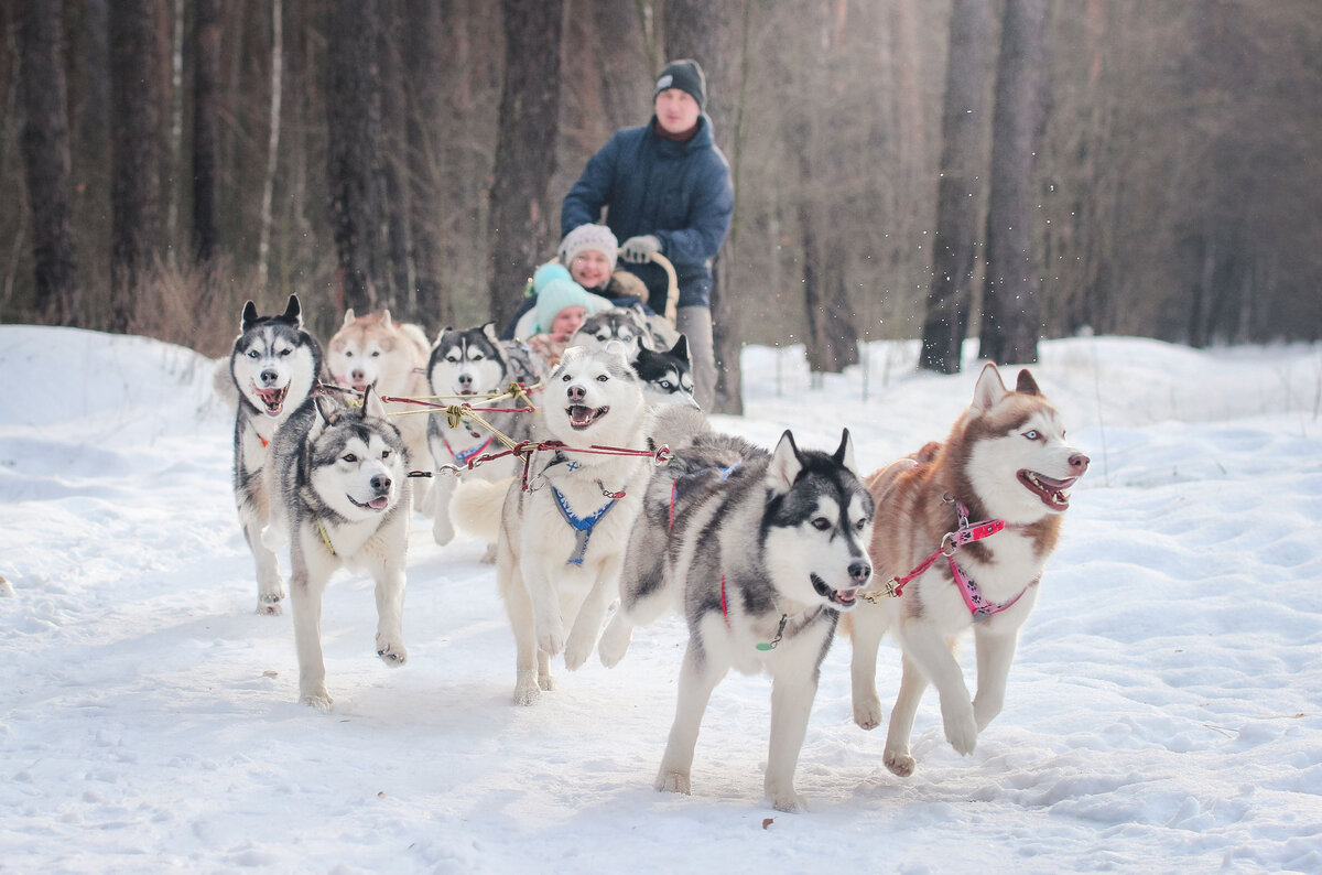 Хаски отдых нижний новгород