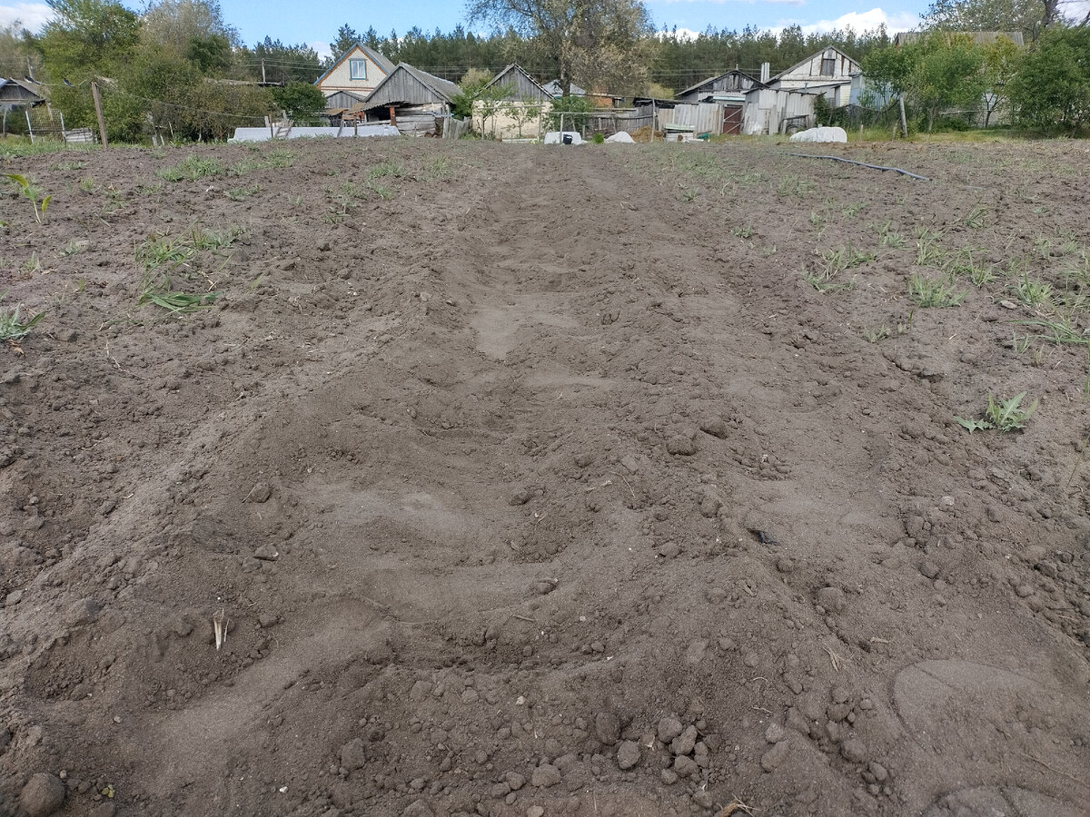 Вот видно прочищенный участок среди зарослей