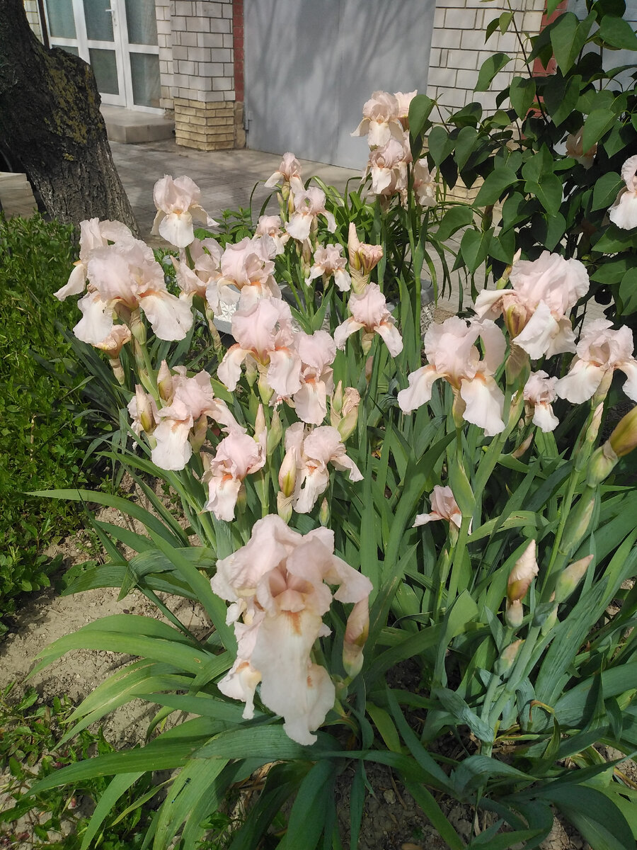Ирисы. Кремовые.