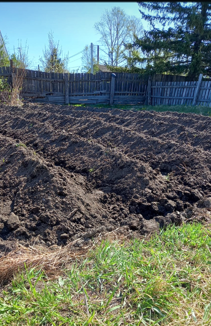 Личный архив. Вот с утреца сегодня фотографировала. В амурке садят вот на таких холмиках, но они должны быть раза в 3 меньше😆. Муж просто перестарался. Они сантиметров 40 высотой.