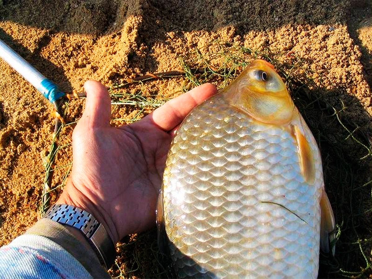 Огромный карась