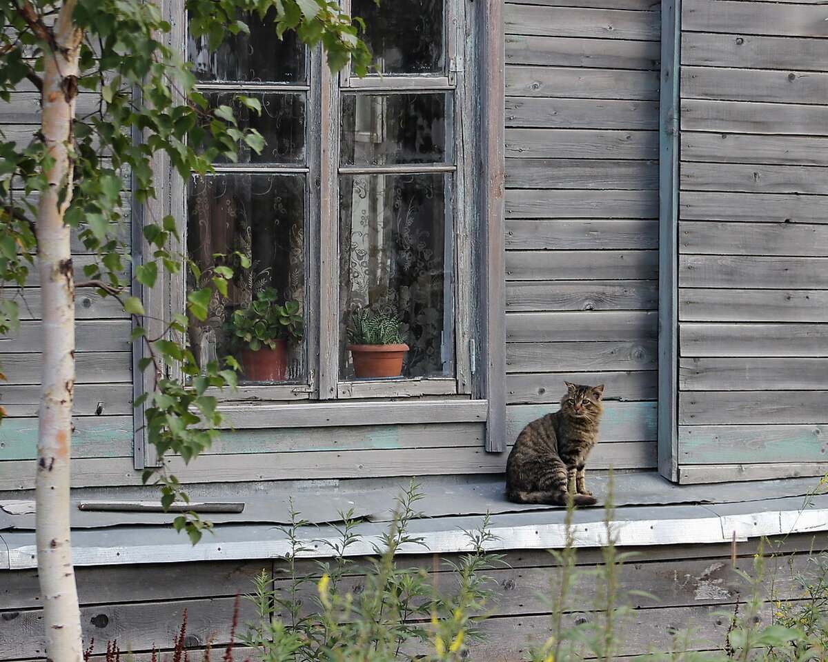 Заваленка. Кот в деревенском доме. Деревенский кот на крылечке. Кот в деревенском окне. Кошка сидит на крылечке.