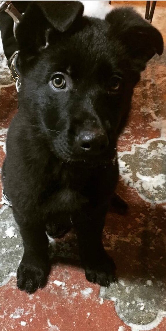 Наш Граф щенок (архив автора) 