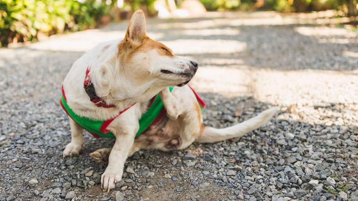 Зуд кожи у собаки 