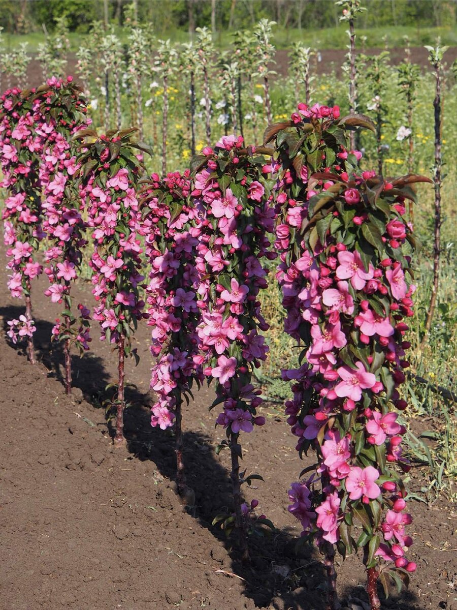 Яблоня "Розовая сказка"