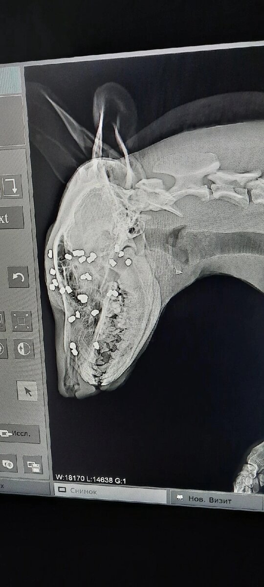 Из головы собаки вытащили 24 пули.