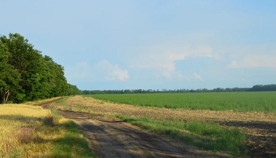 Фото автора. Полевая дорога. Начало Кубанского лета.