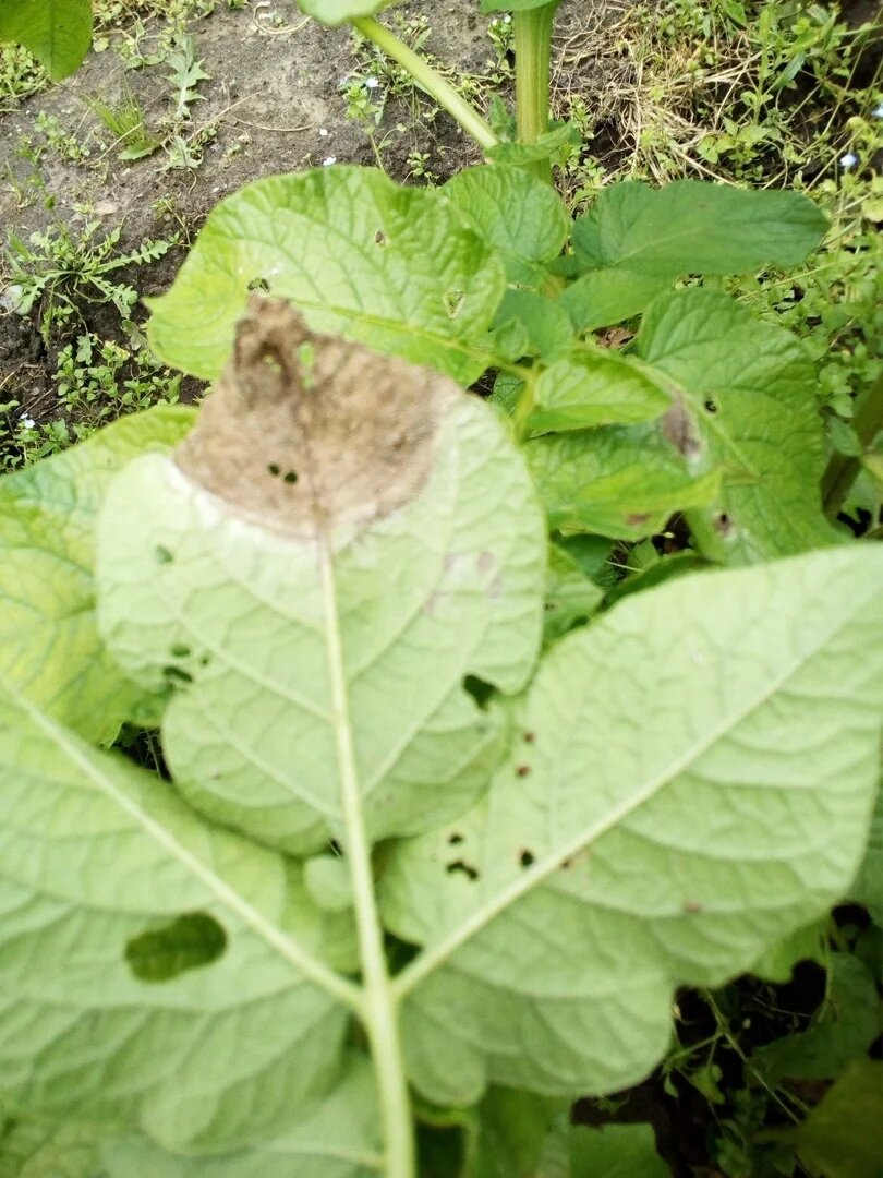 Листовая форма фитофтороза