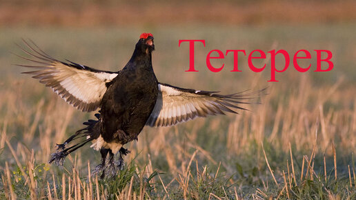 Тетерев