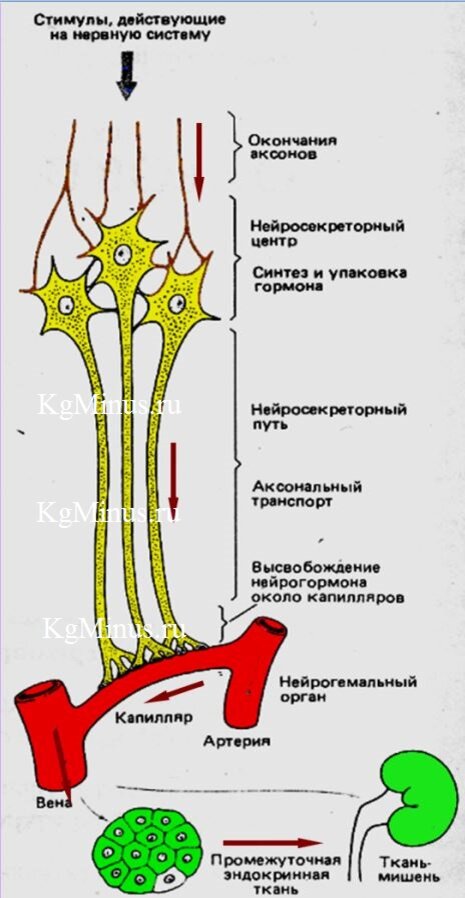 Как нервная система регулирует обмен органических веществ