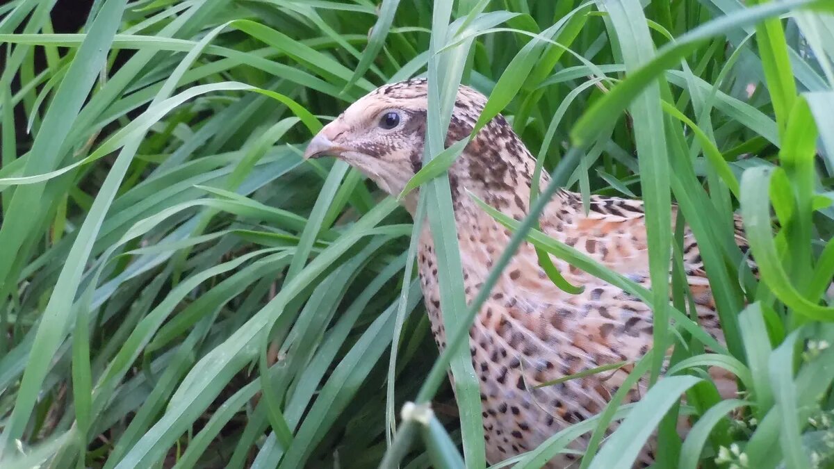 Животными этого дня считались перепела. Фото: pxfuel.com 