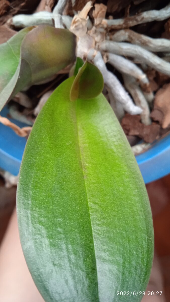 Вот какие мы красивые