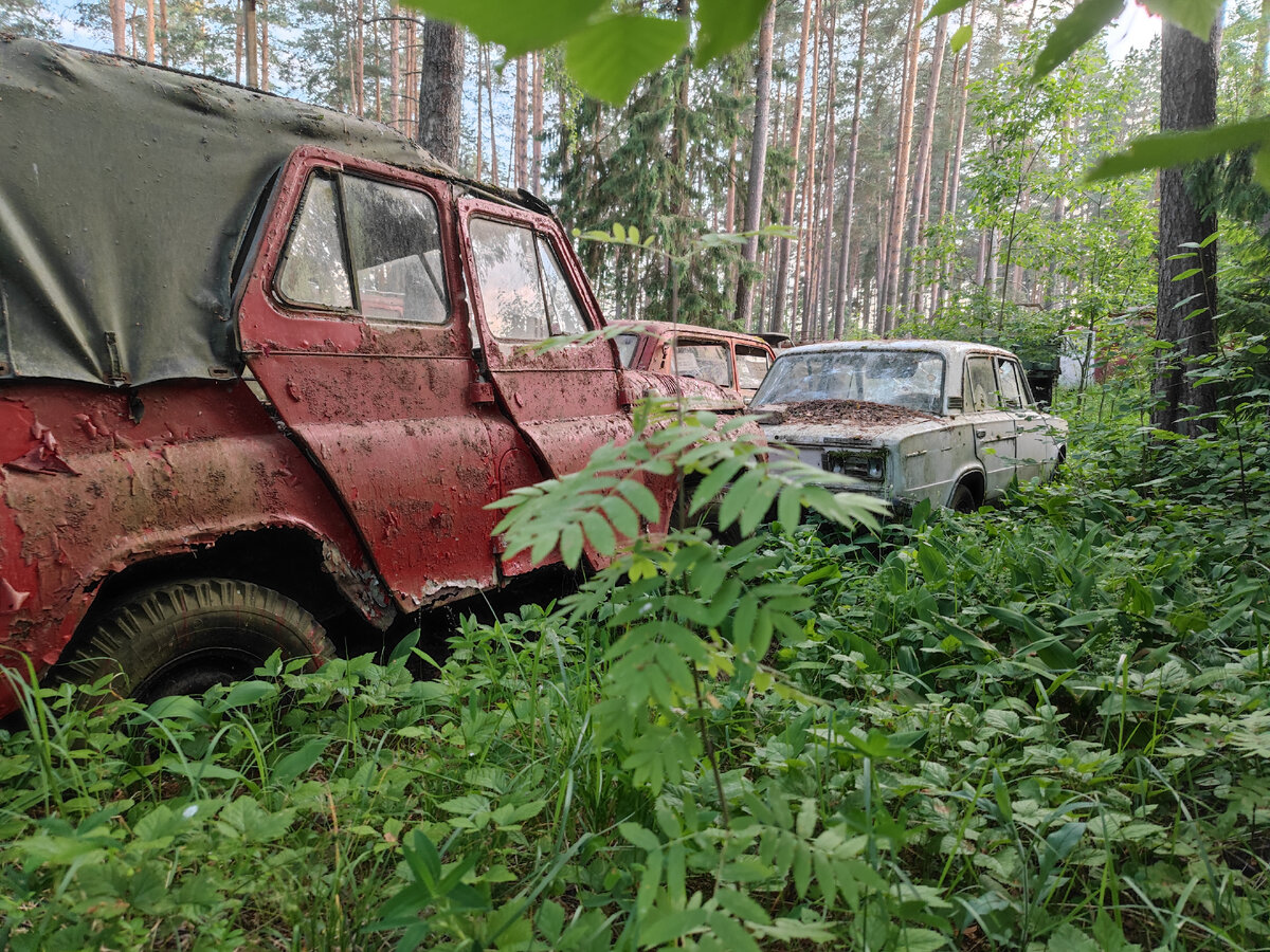 В глухих лесах обнаружил кладбище отечественных автомобилей - в зарослях  гниют десятки машин | Жизнь в движении | Дзен