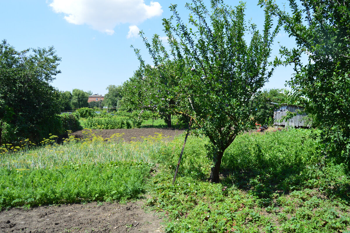 Фото автора. Мой огород 04.07.2022.