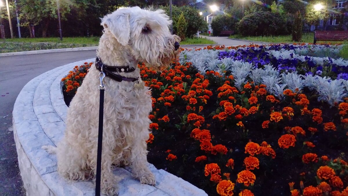 Грейс, ирландский мягкошерстный пшеничный терьер (рост - 43 см в холке, вес - 12 кг +/-) | Здесь и далее - фото автора