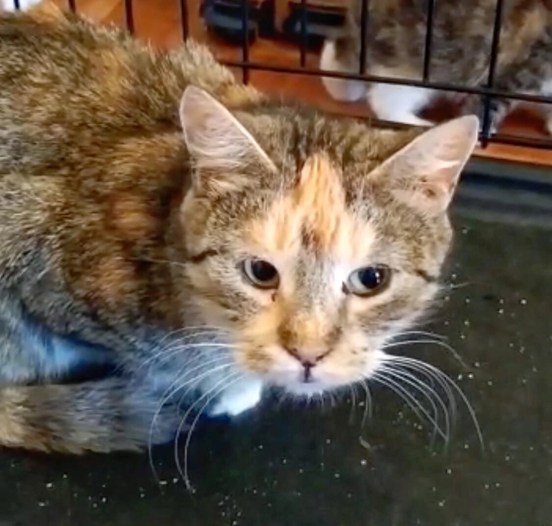 Та самая кошка, на чьей истории основан наш рассказ.