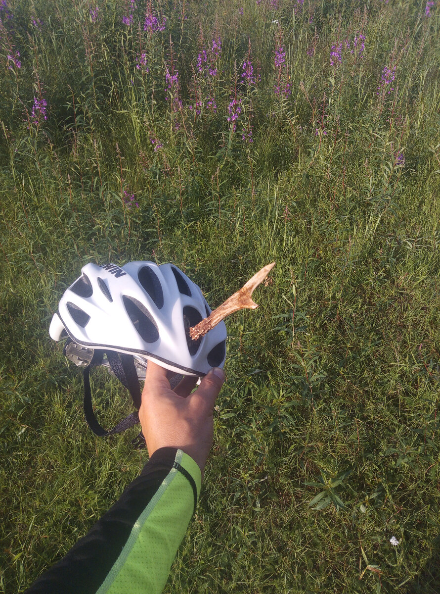 ........ Единорог.... 