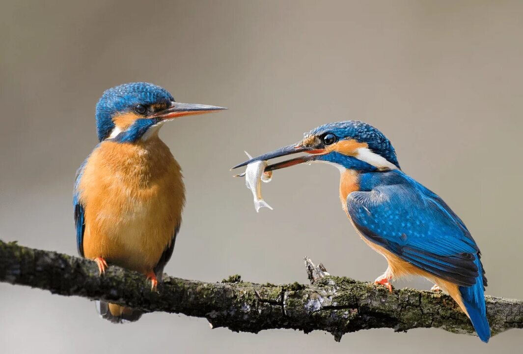 Процесс "бракосочетания" .