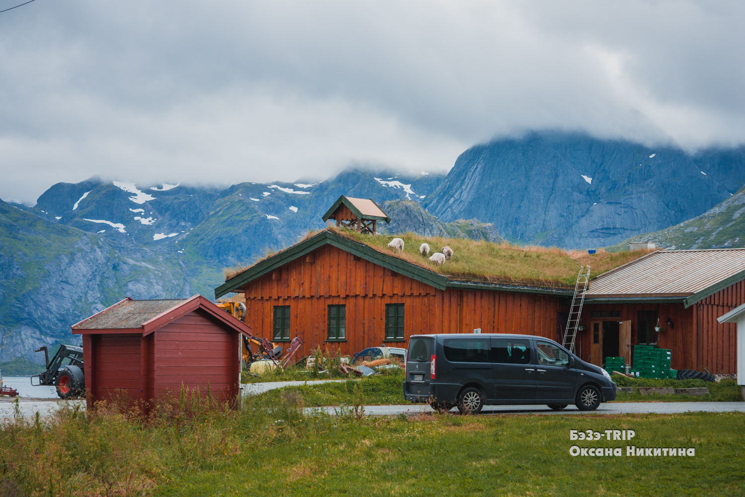 Овцы, которые пасутся на крыше дома. Зачем норвежцам трава на кровле и как над ними поэтому шутят соседи?:)6