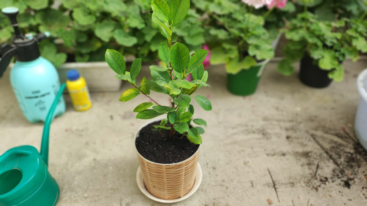 Как всегда, спасаю зелёный мир!🌿 🌏