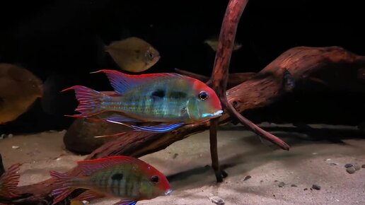 Аквариум с цихлидами. Geophagus sp. _tapajos_ Red Head