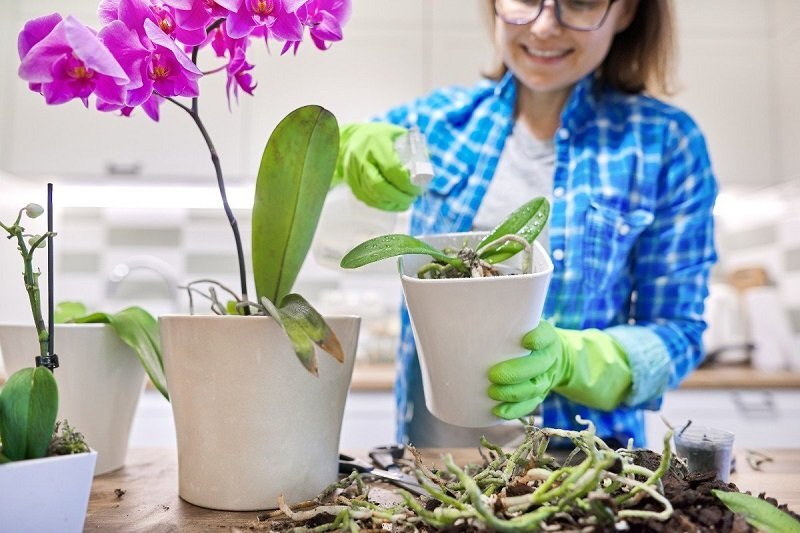Почему не цветет орхидея: 6 очевидных и неожиданных причин