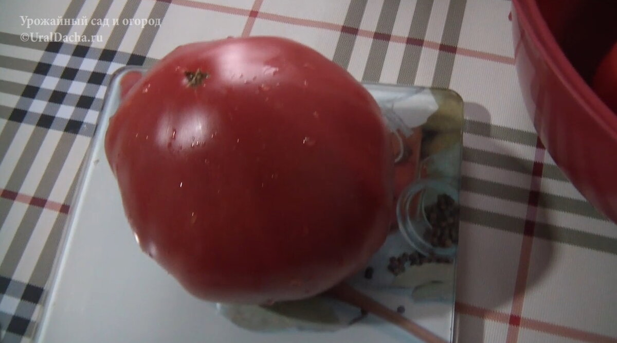 Сегодня мы разберём сорта и гибриды высокорослых томатов, которые высаживали в этом году.-21