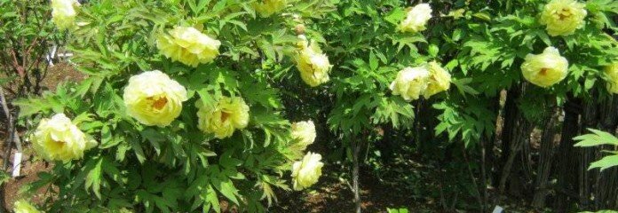 Интересный факт: на одном месте древовидные пионы могут расти 100-150 лет и более. Это место должно быть полутенистым, с ранними утренними или вечерними лучами солнца и  некоторой циркуляцией воздуха. Место лучше найти сразу, так как они капризны при пересадке, потом долго болеют, отстают в росте и не цветут.