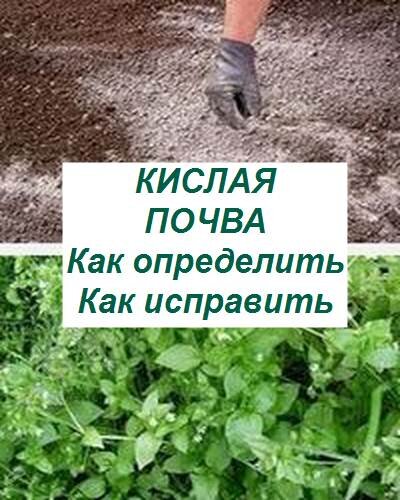 кислая почва, что делать 