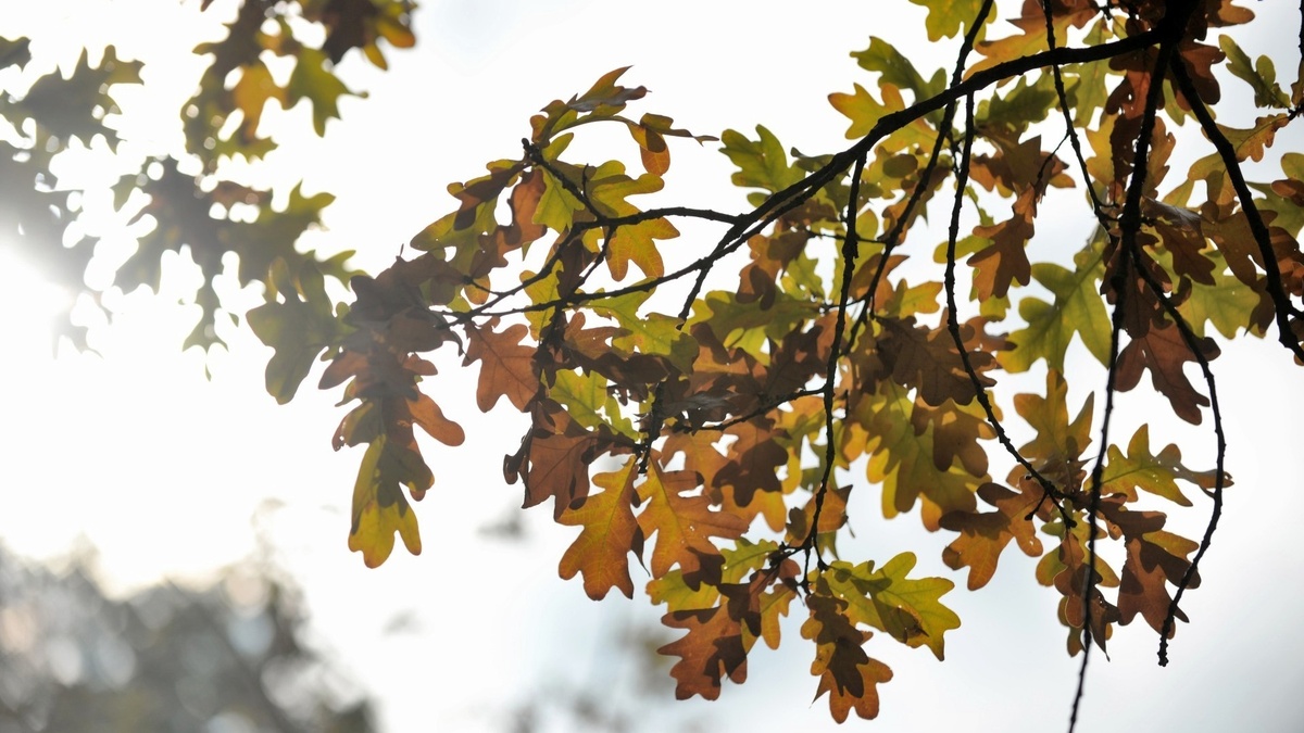     Грядущая неделя в регионе начнется с умеренных температур, потеплеет позже.