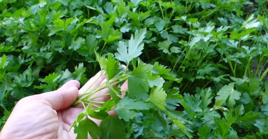 Фотография взята из источника greeninfo.ru