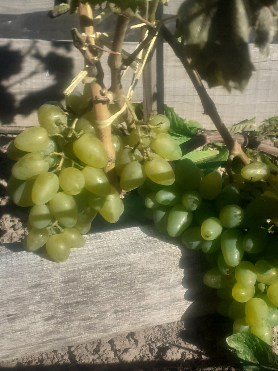 Неплохой виноград для средней полосы.
