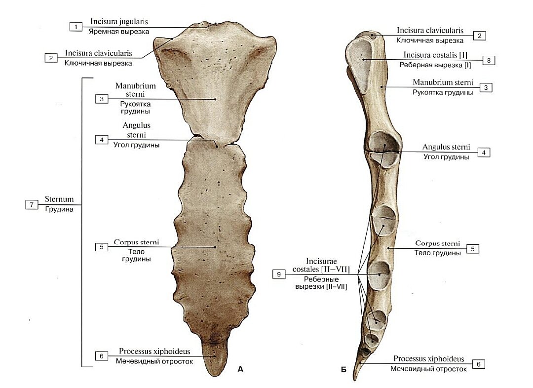 Грудина. А - вид спереди, Б - вид сбоку, справа.