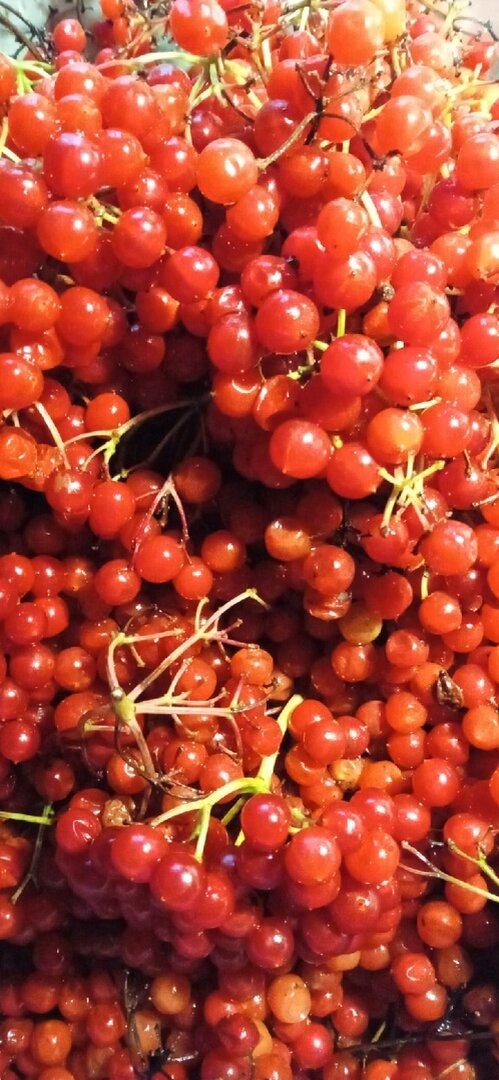 ягоды калины на ветках