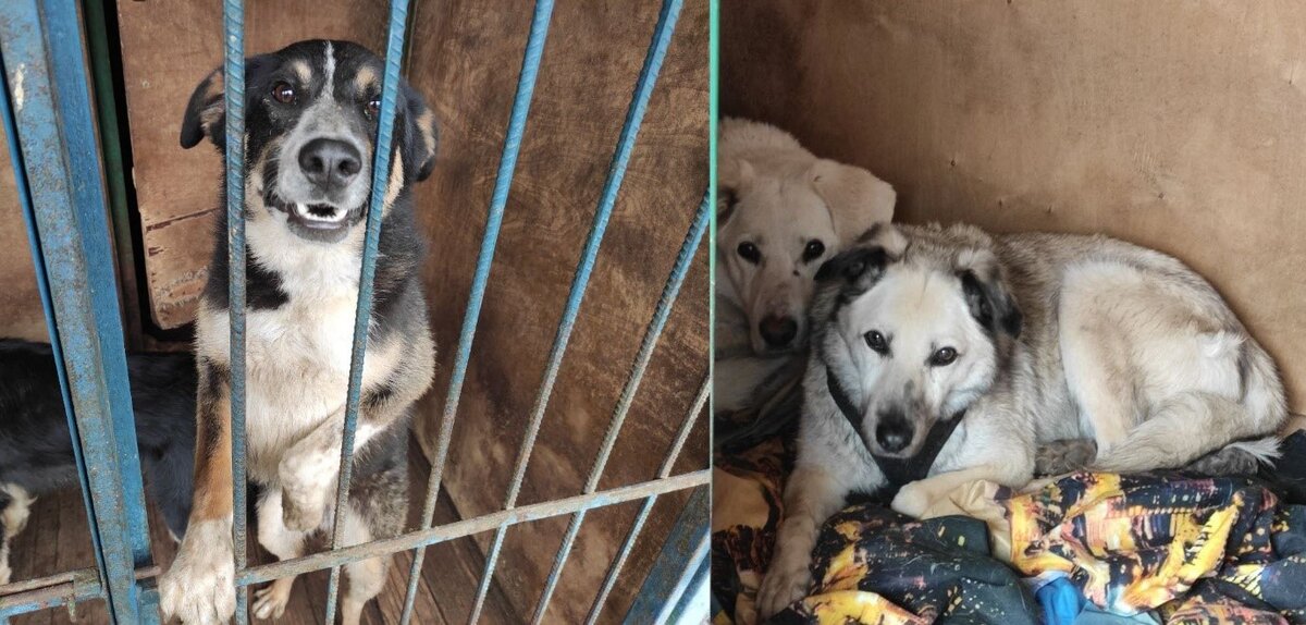 У собак в приютах тоже разная самооценка. Том из «Дубовой рощи» уверен в себе, а его соседи прячутся в глубине будки.