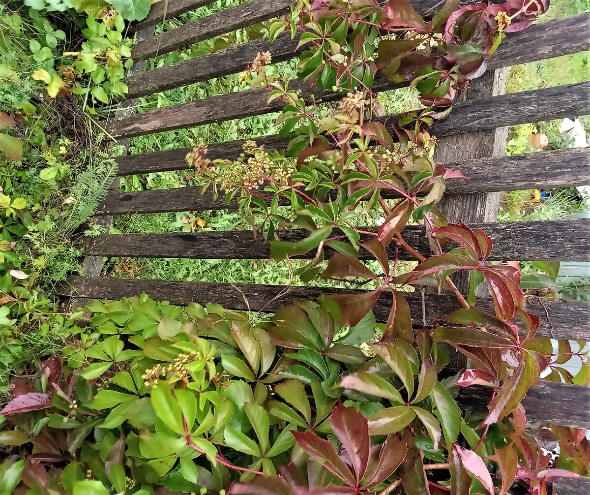 Девичьи виноград. Фото автора канала.